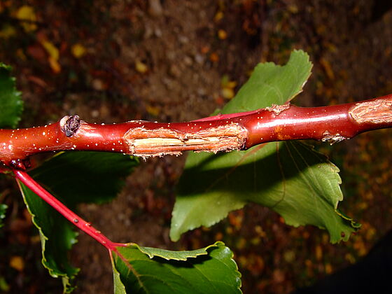 Capnodis tenebrionis Beetle Damage on branches